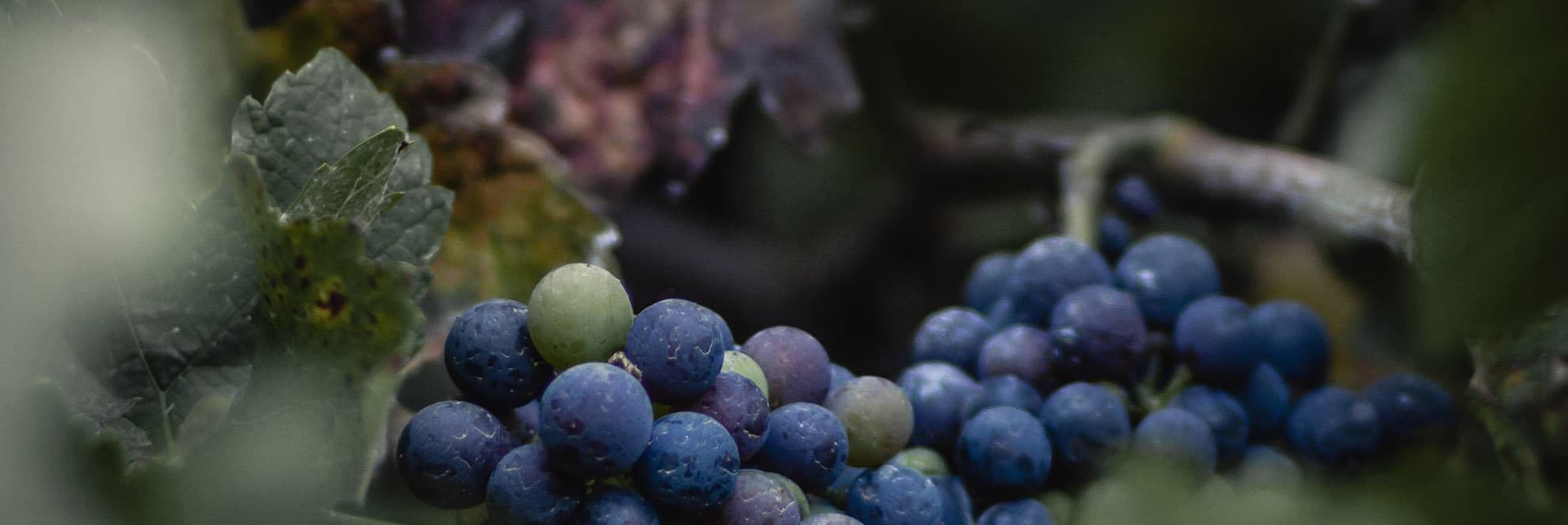 ACS Prestige: experience the best of French wine